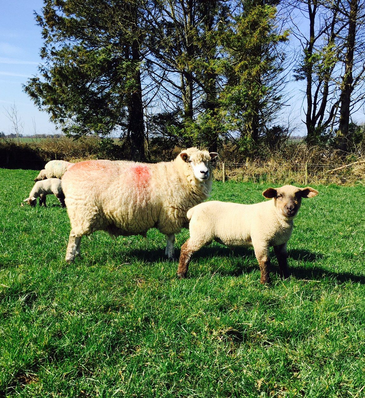 Wool trading at €1.30/kg but lower oil prices drive competitors' prices down