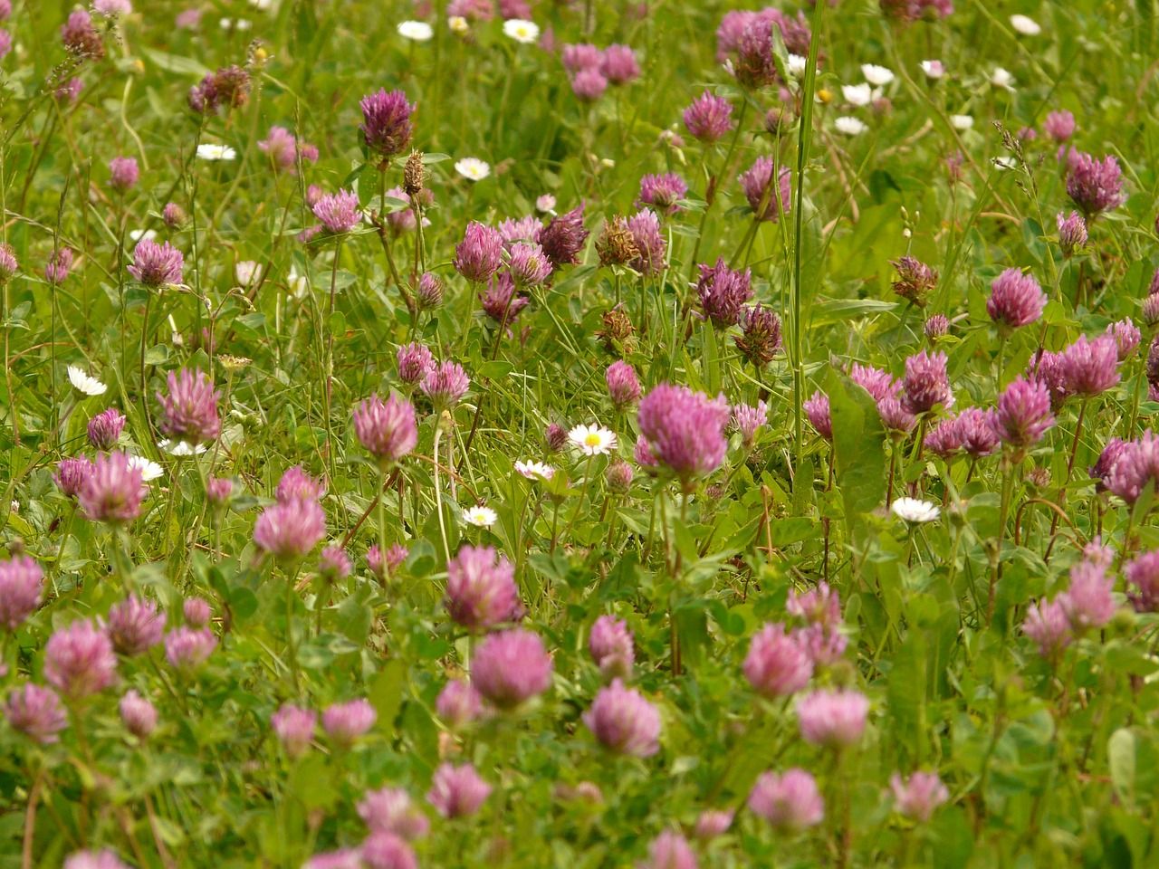 Information webinar planned on red clover silage swards