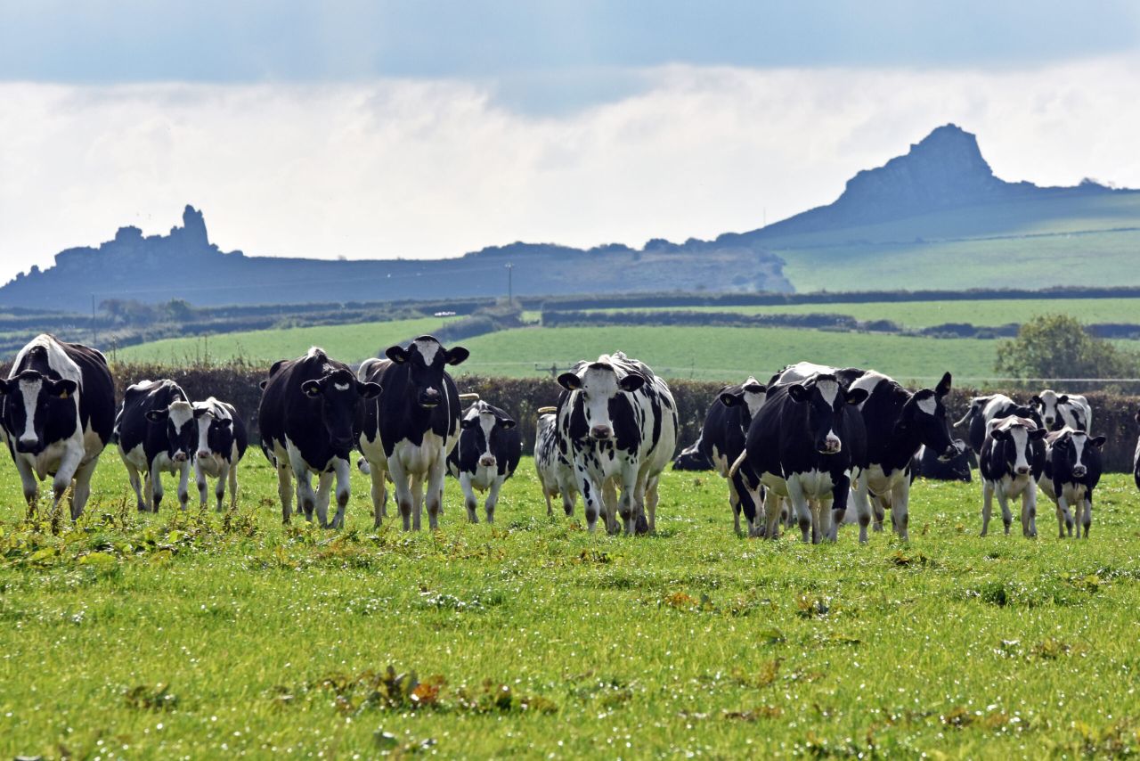 FUW will host farm visit on eve of Welsh Dairy Show 2024