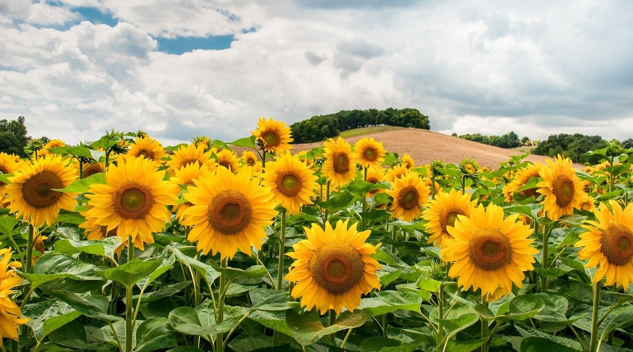 Public urged to 'Plant For Our Planet' with launch of new campaign