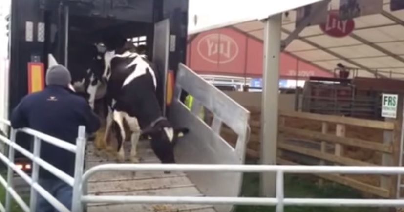 Video: Get a glimpse of behind the scenes at the Ploughing