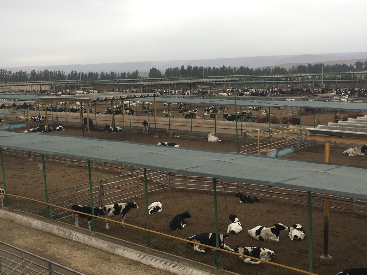 Pics: 7,000 cattle feedlot with a difference in Morocco