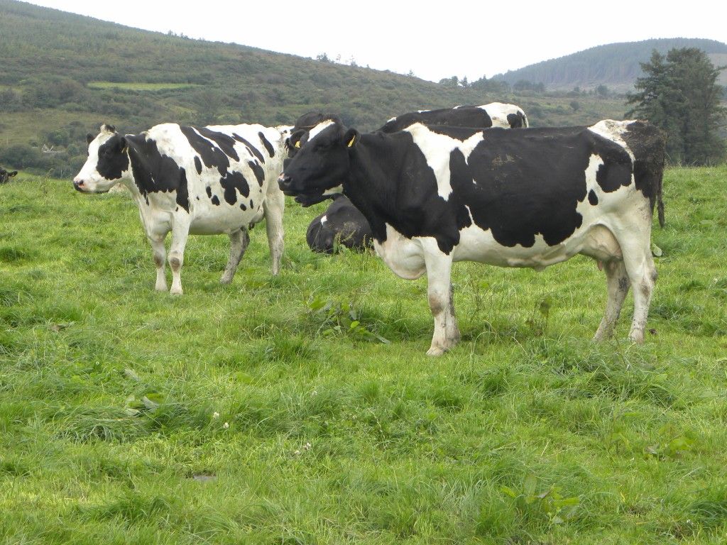 44,000 EU dairy farmers apply for voluntary reduction scheme