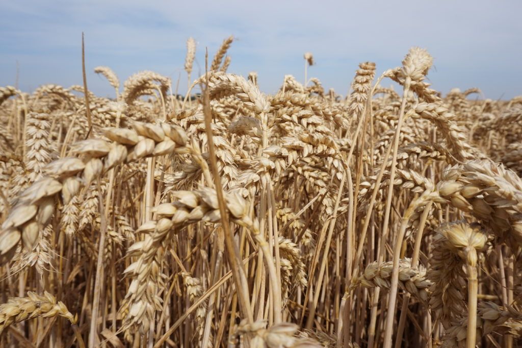 Reaching for the sky: Lincolnshire grower shares his tips for record-breaking yields