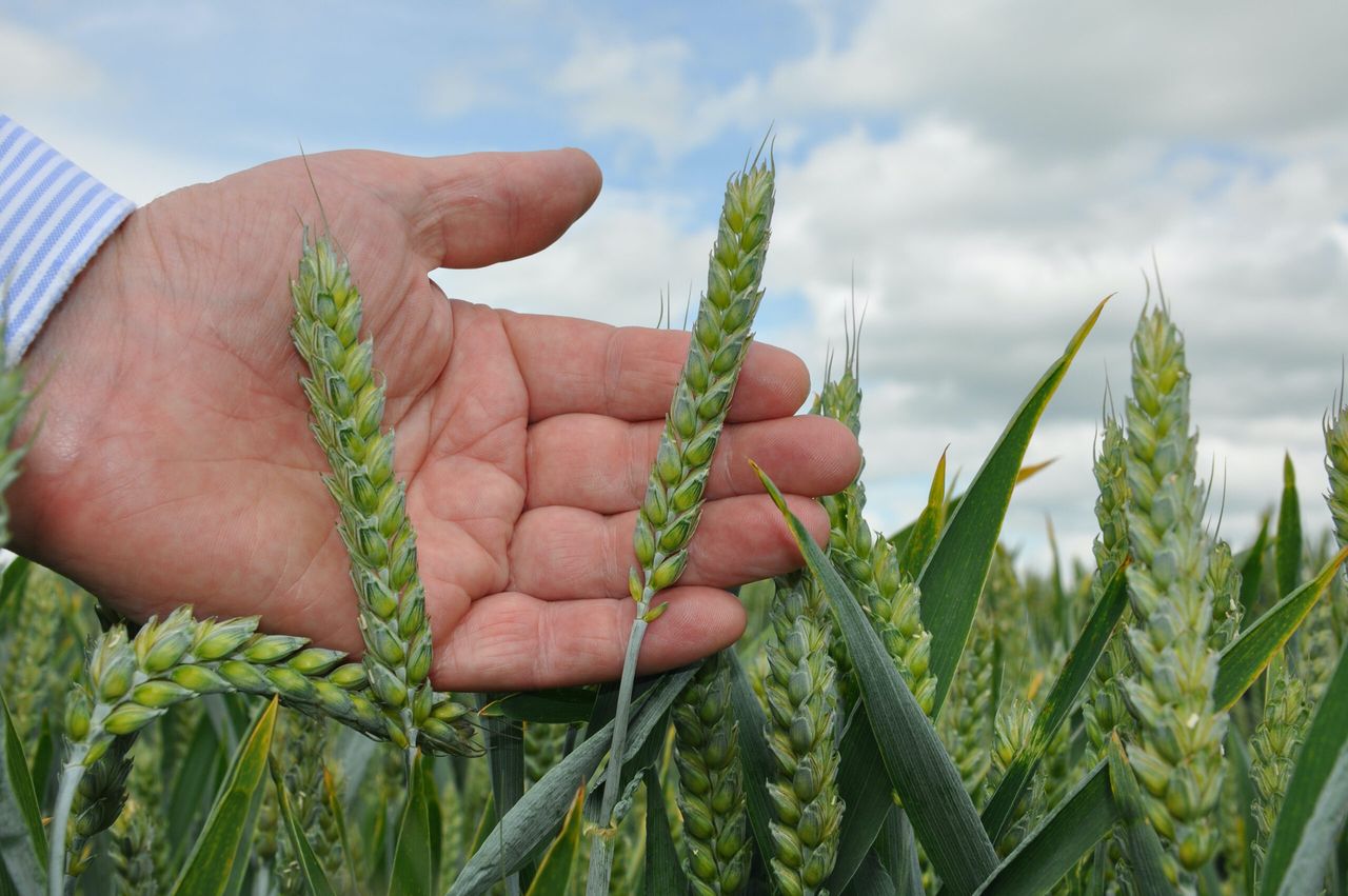 Wheat futures continue to creep up