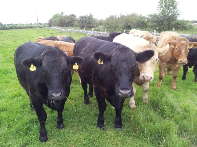 €327 differential between Irish and UK beef