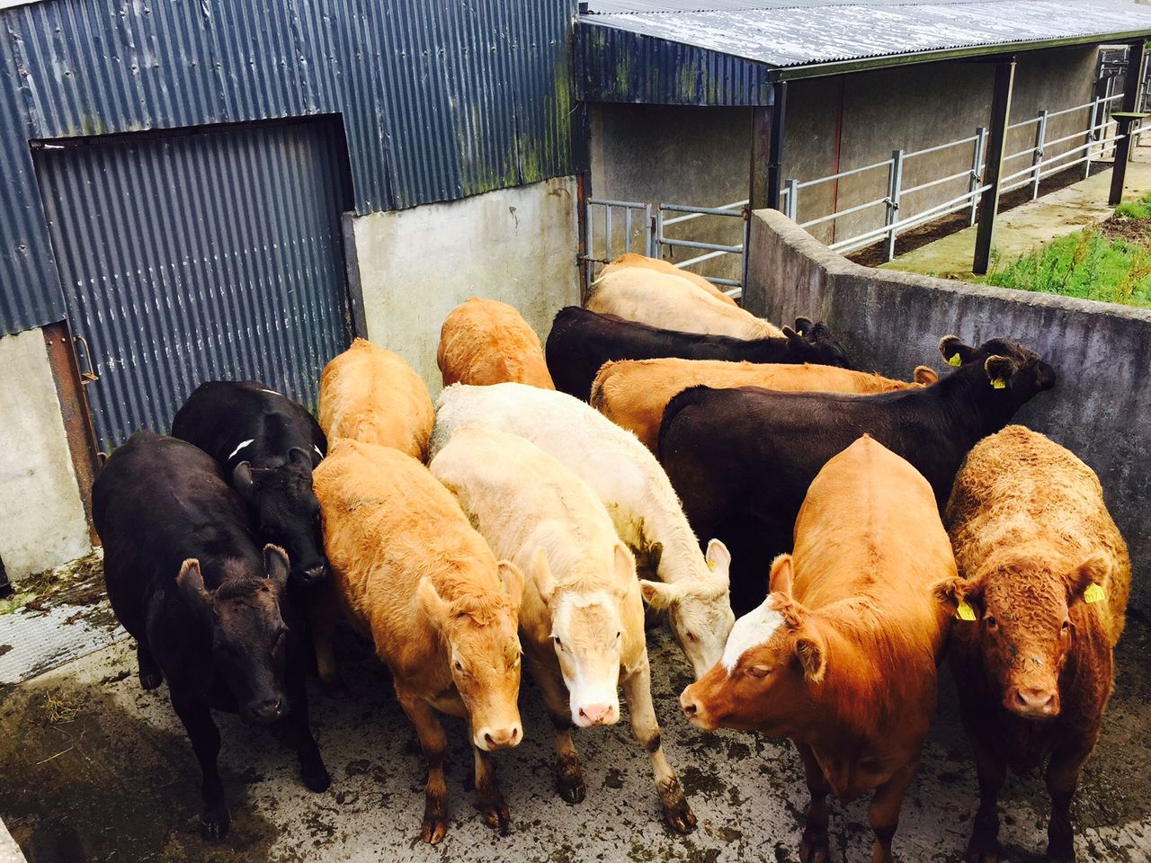 Prime cattle quotes on the rise in Northern Ireland