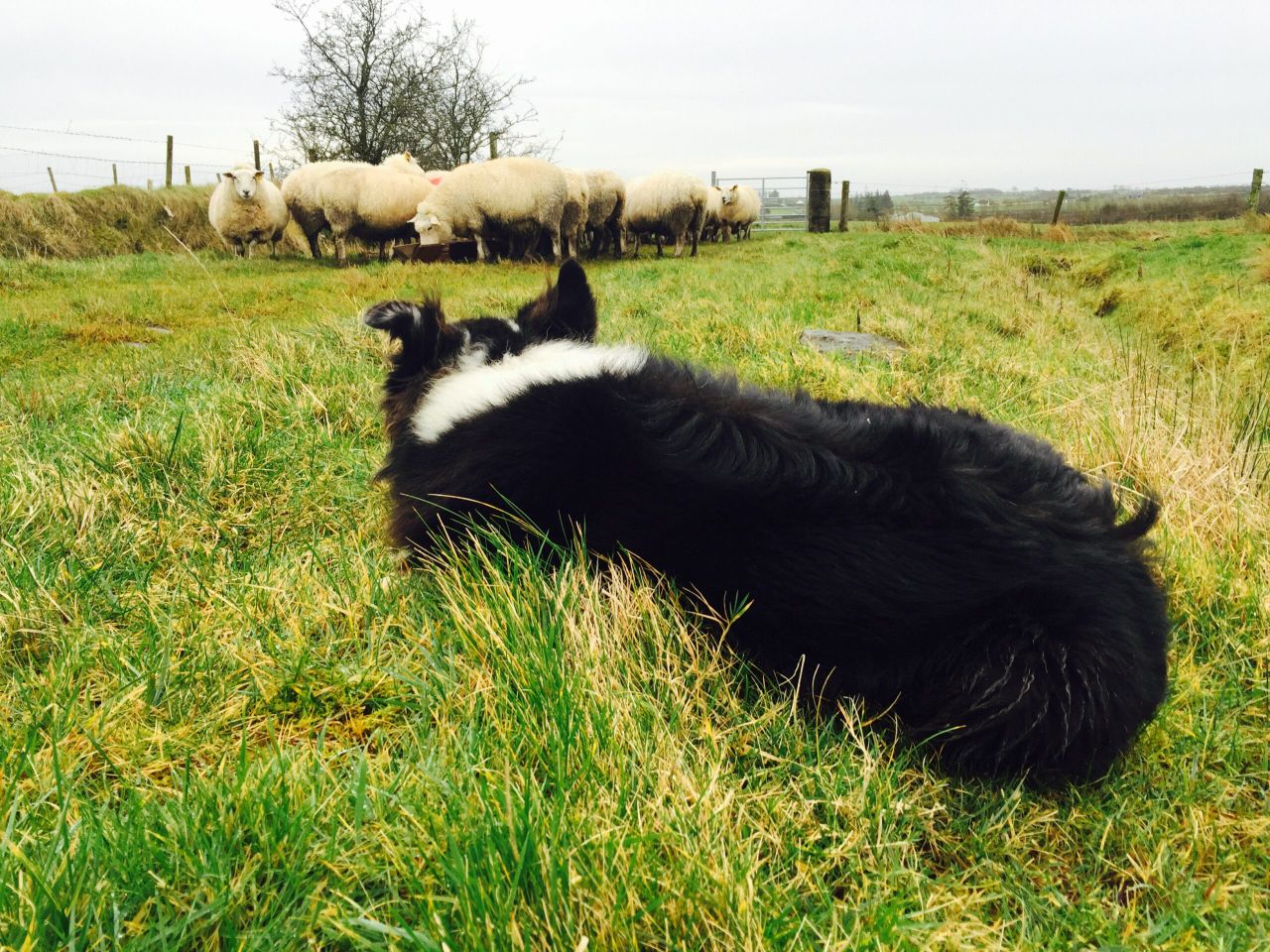 Government launches new measures to crackdown on livestock worrying
