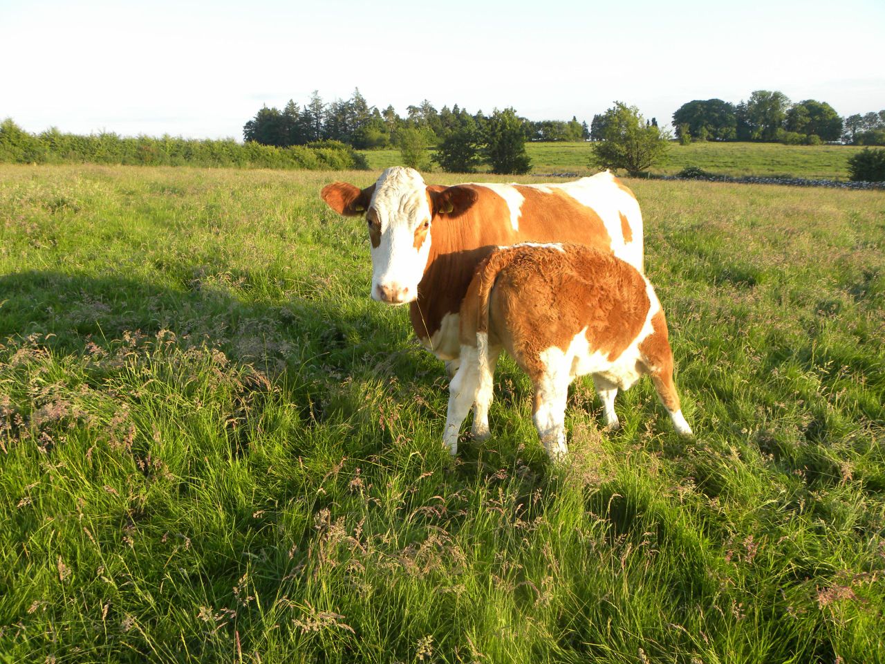 VIDEO:Key technologies for profitable suckler beef production