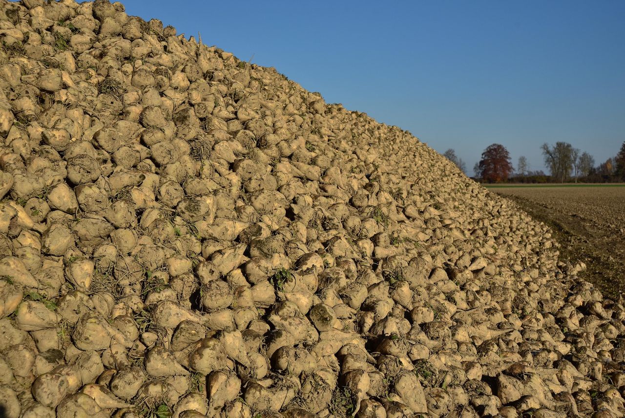 Beet growers to receive fairer prices under new pilot contract - NFU