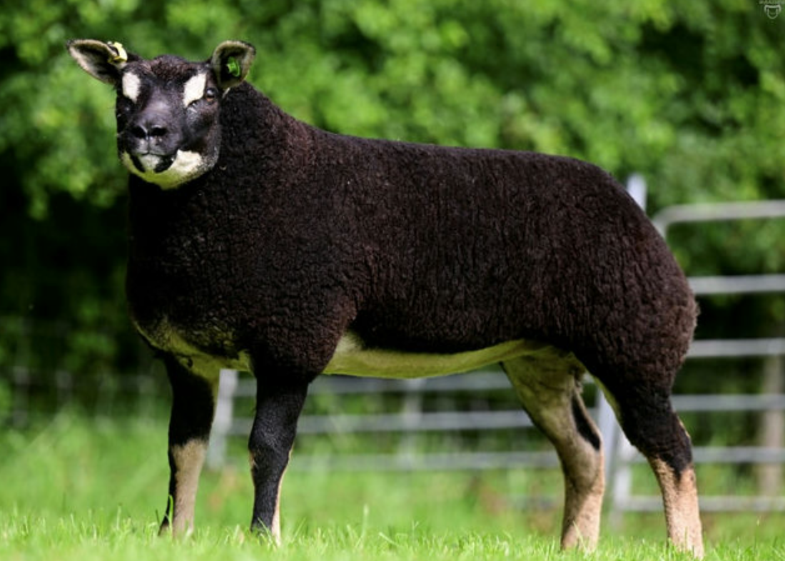 Breeder’s Choice Summer Selection sale kicks off later