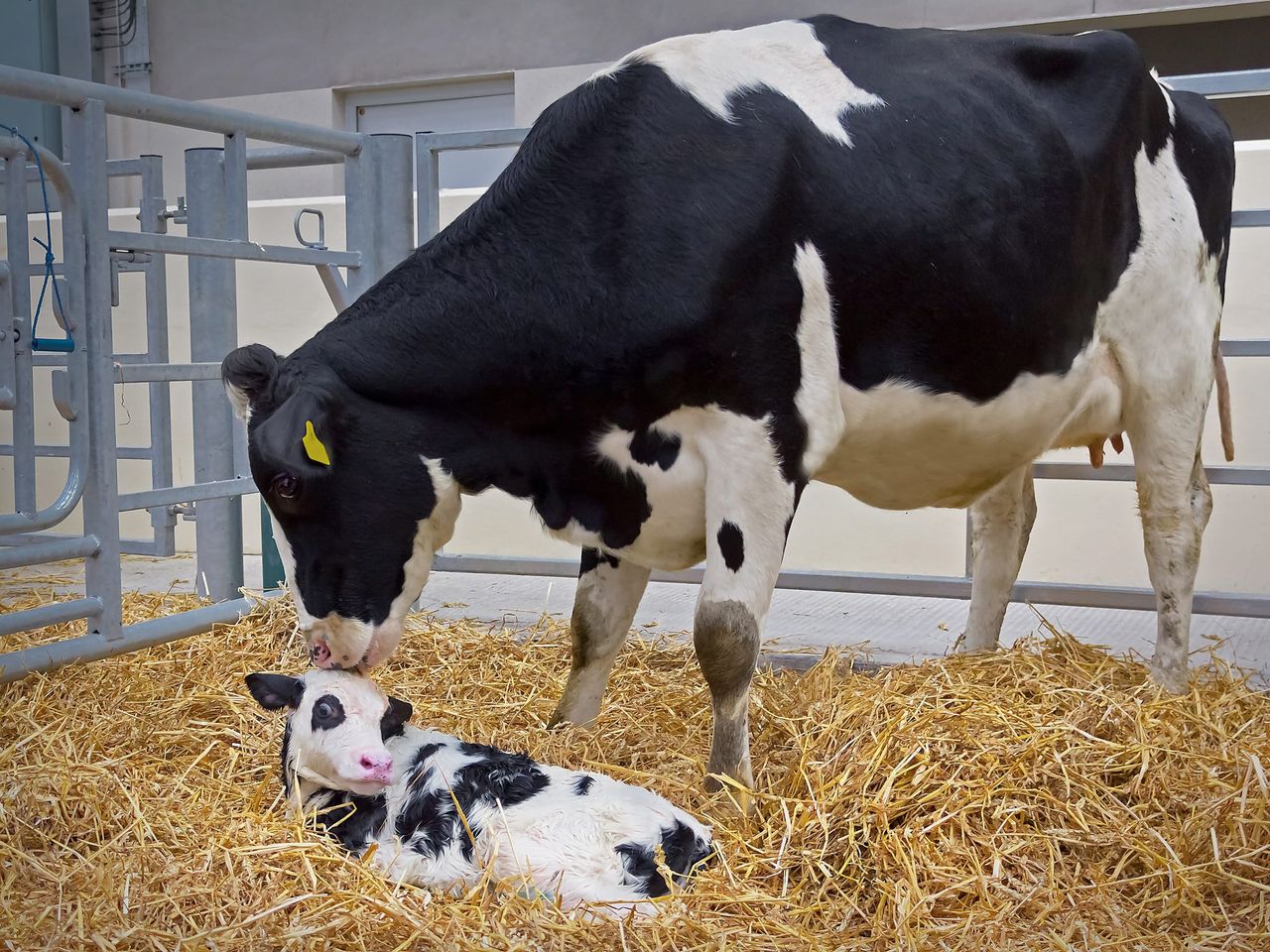 Maximising winter milk performance in autumn calving cows