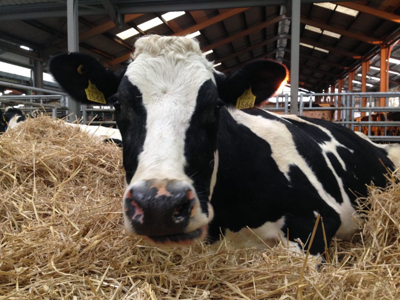 Chaos as half of sales at Kingston 950-cow herd auction fall through
