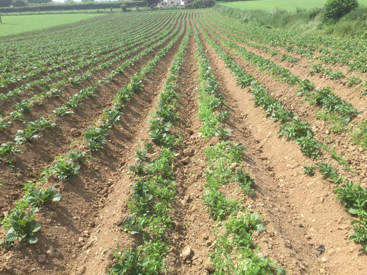 Wild potato genes may be key to stronger spuds