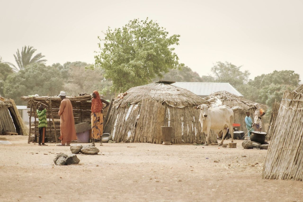 Developing countries need smarter collaboration on livestock sector – expert