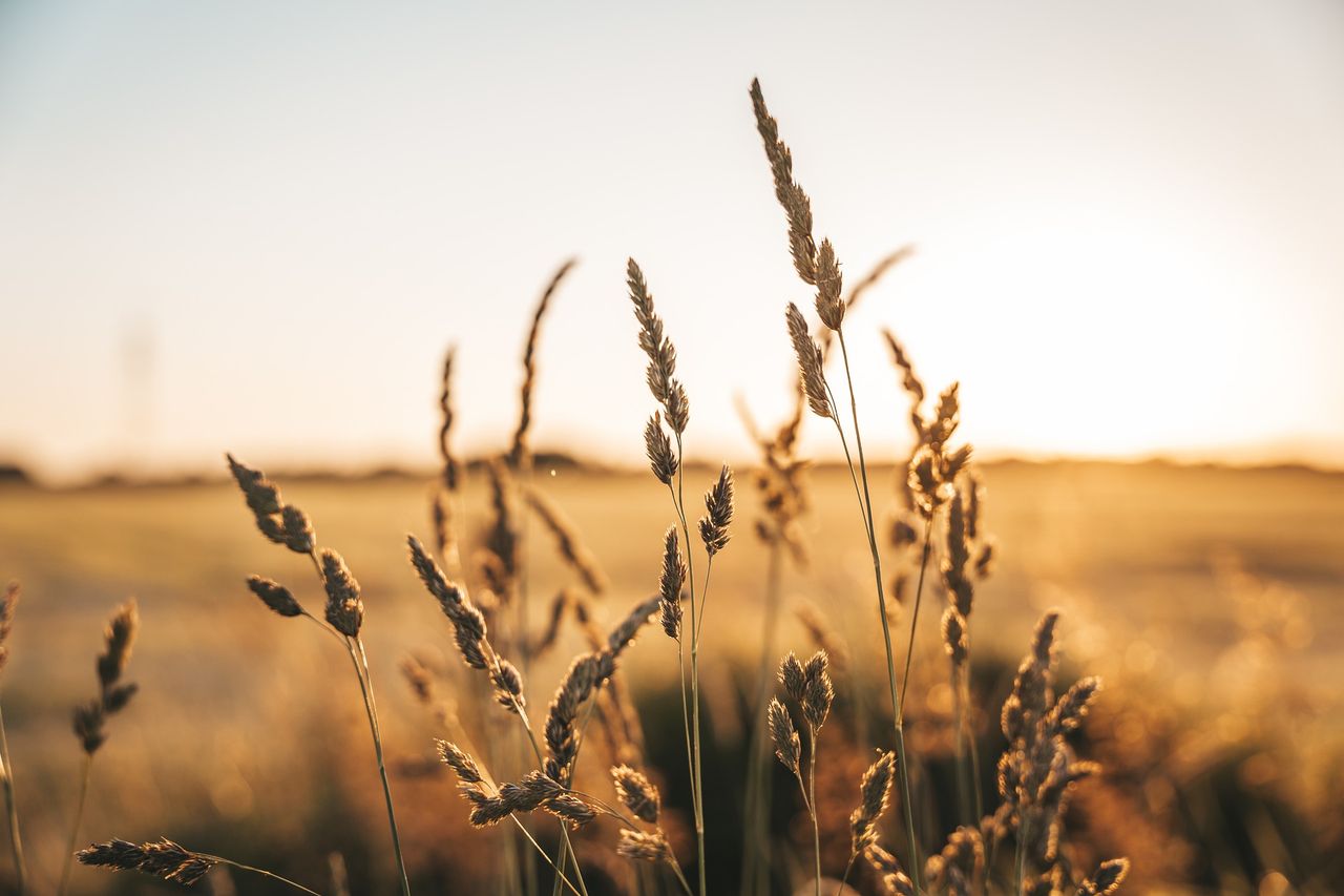 UK grain futures rise to highest level in two years