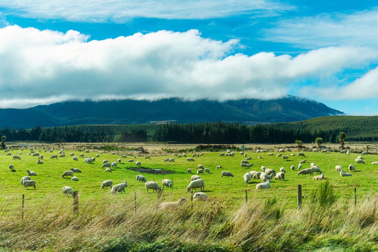NZ sheep and beef farmers face tight margins despite strong prices