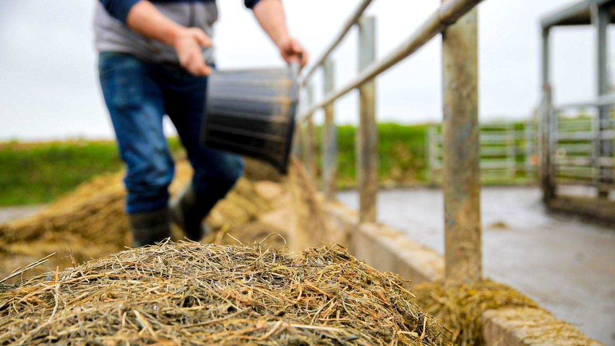 AHDB: Rising demand for cattle and sheep feed