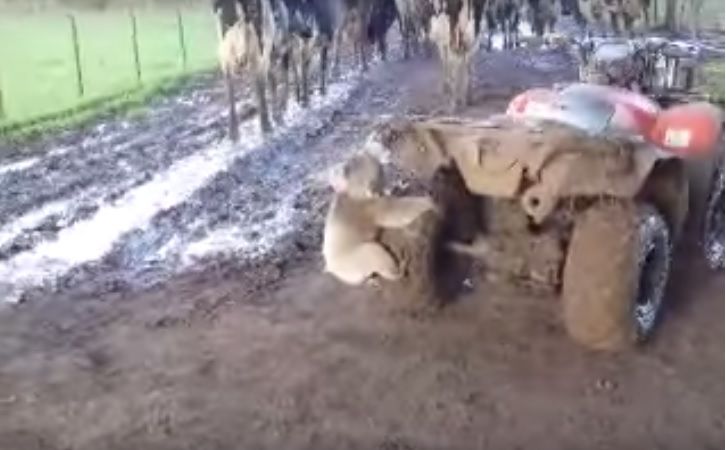 Video: Watch this koala chase down a farmer on a quad bike!