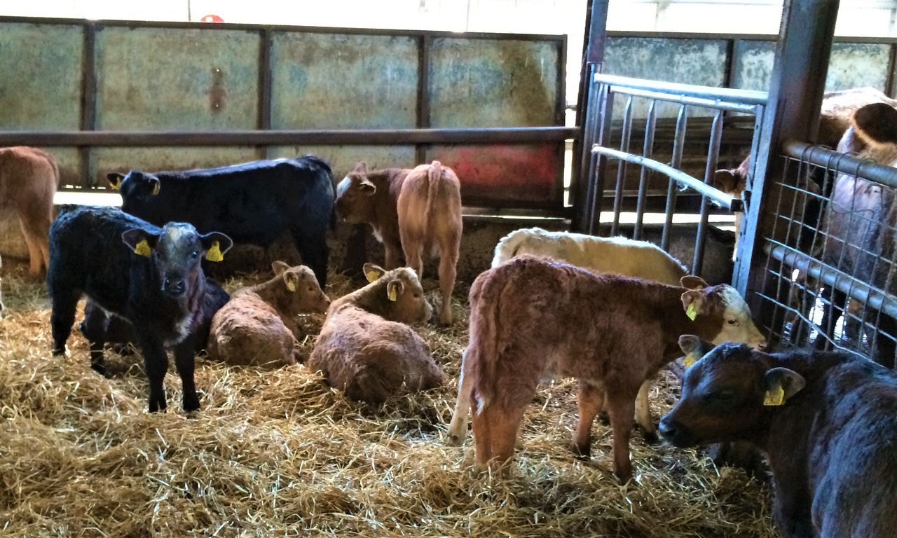 Eradicating BVD in Northern Ireland ‘within reach’