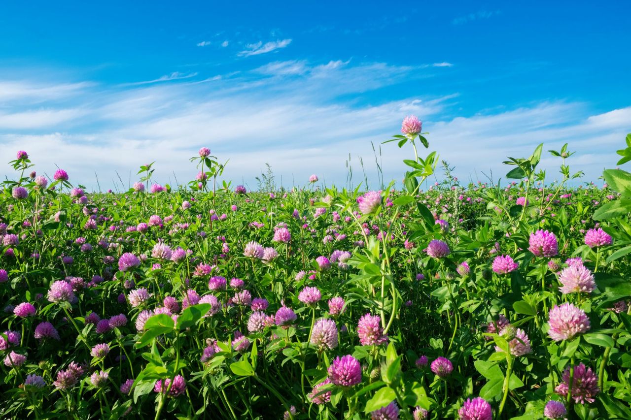 AgriSearch to hold webinar on red clover establishment