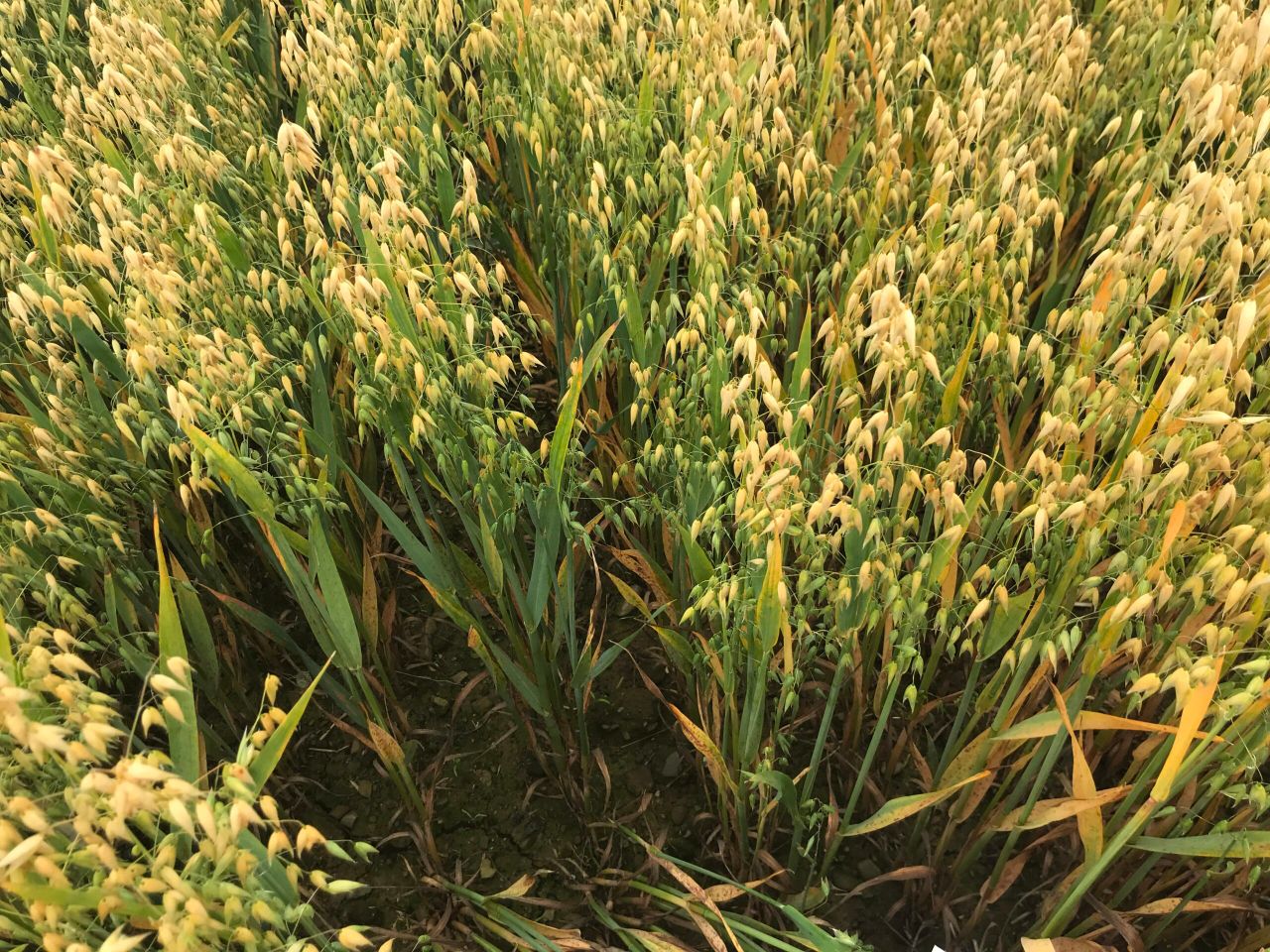 IBERS confirms a strong resurgence in oat production