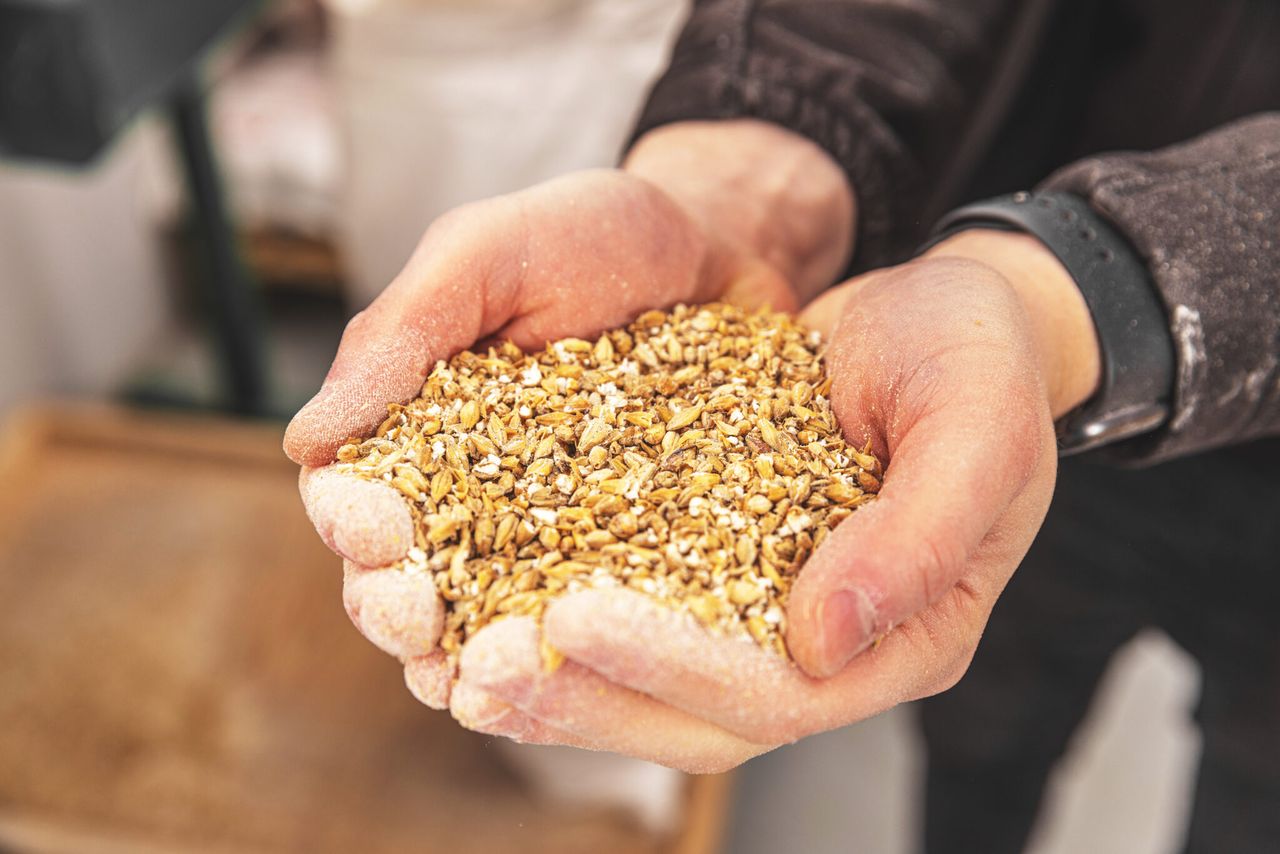 Malting barley premiums continue to strengthen in UK