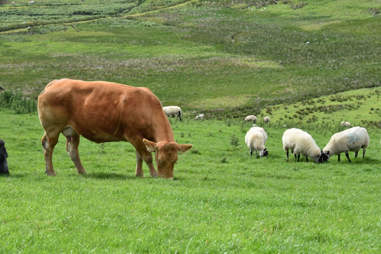 Livestock worrying: New law passed in England and Wales
