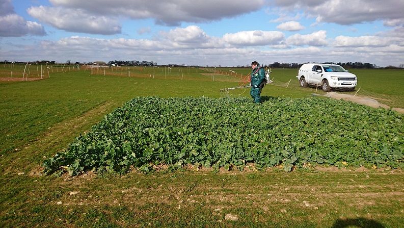 Cereals 2021 crop plots have wintered well ahead of planned show