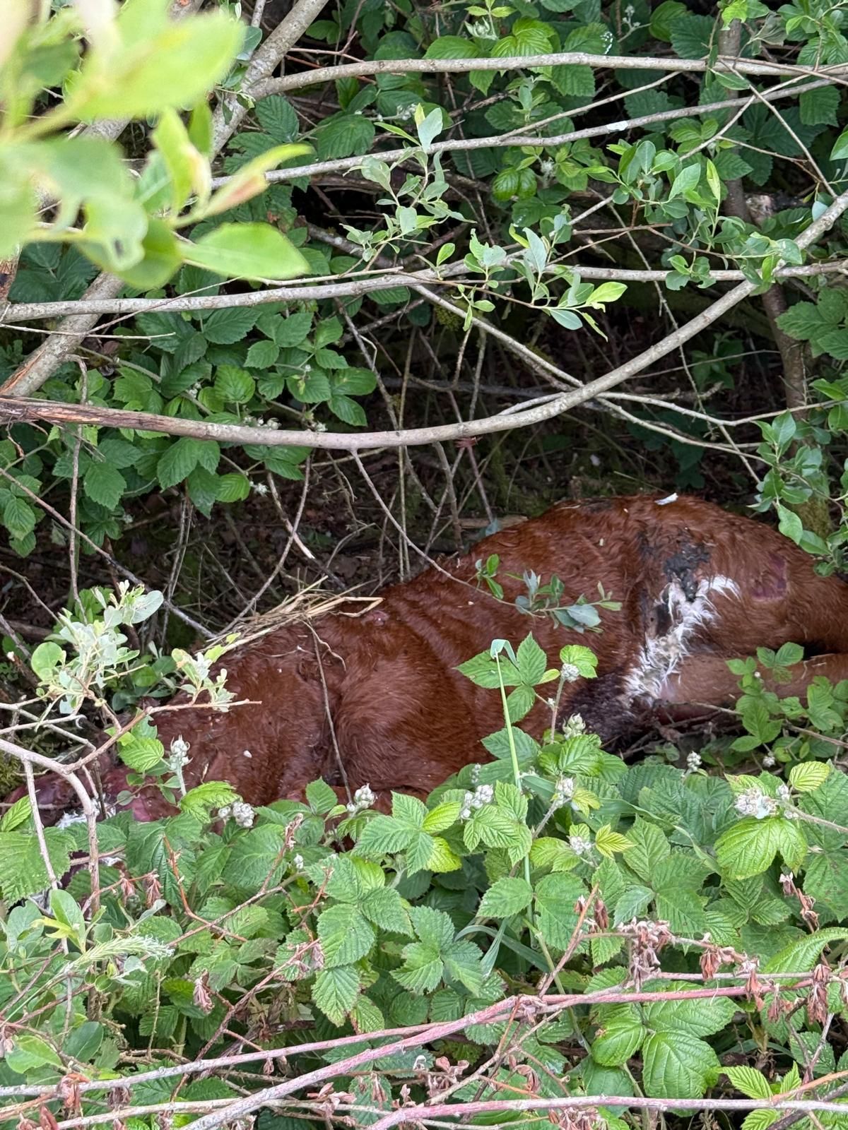 DAERA appeals for information on dumping of dead animals