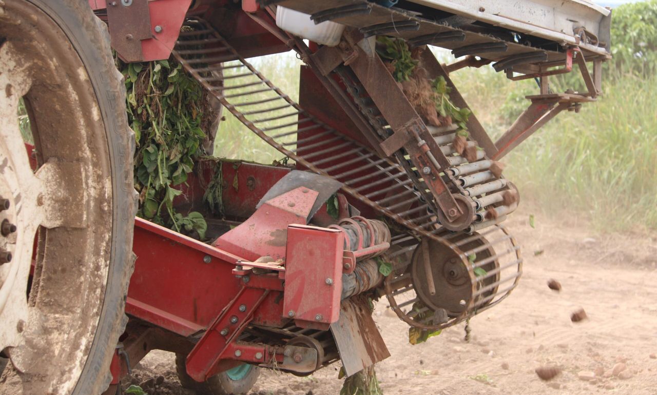 Potatoes enjoy a 12-month period of significant growth