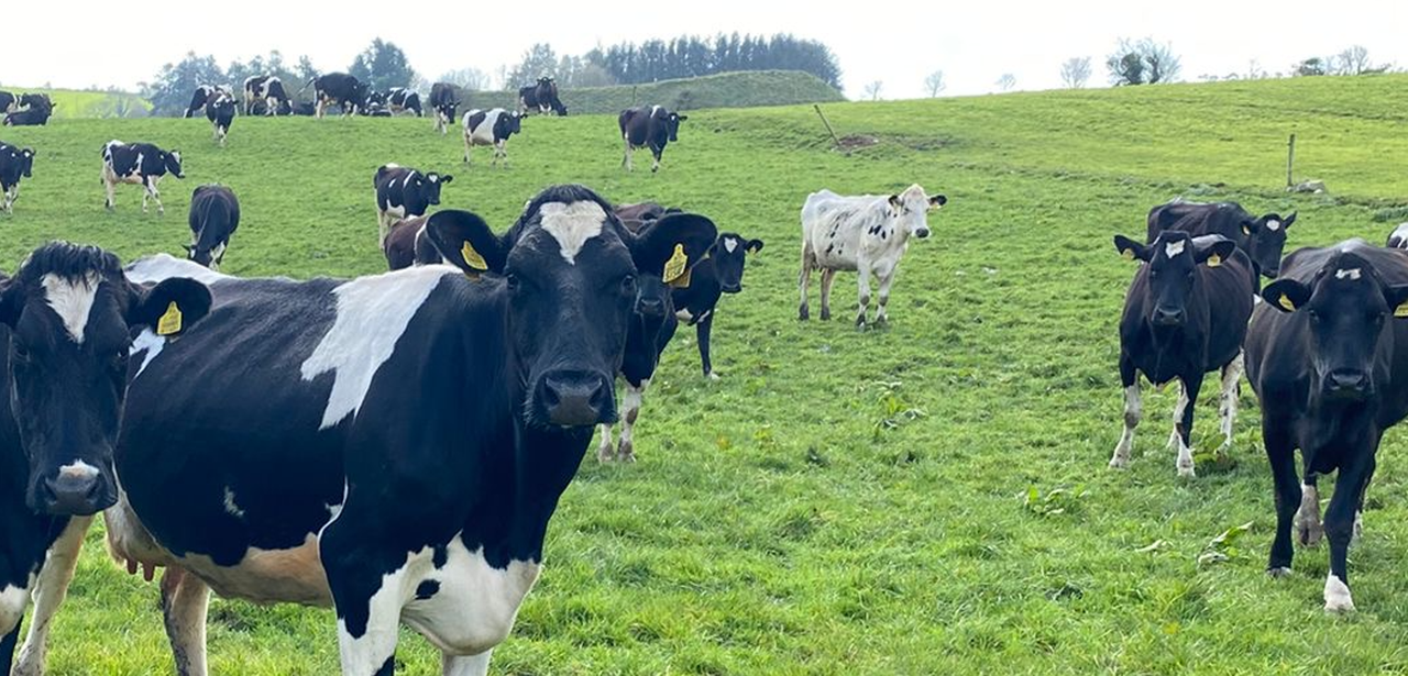 Limiting the drop in milk fat during spring grazing