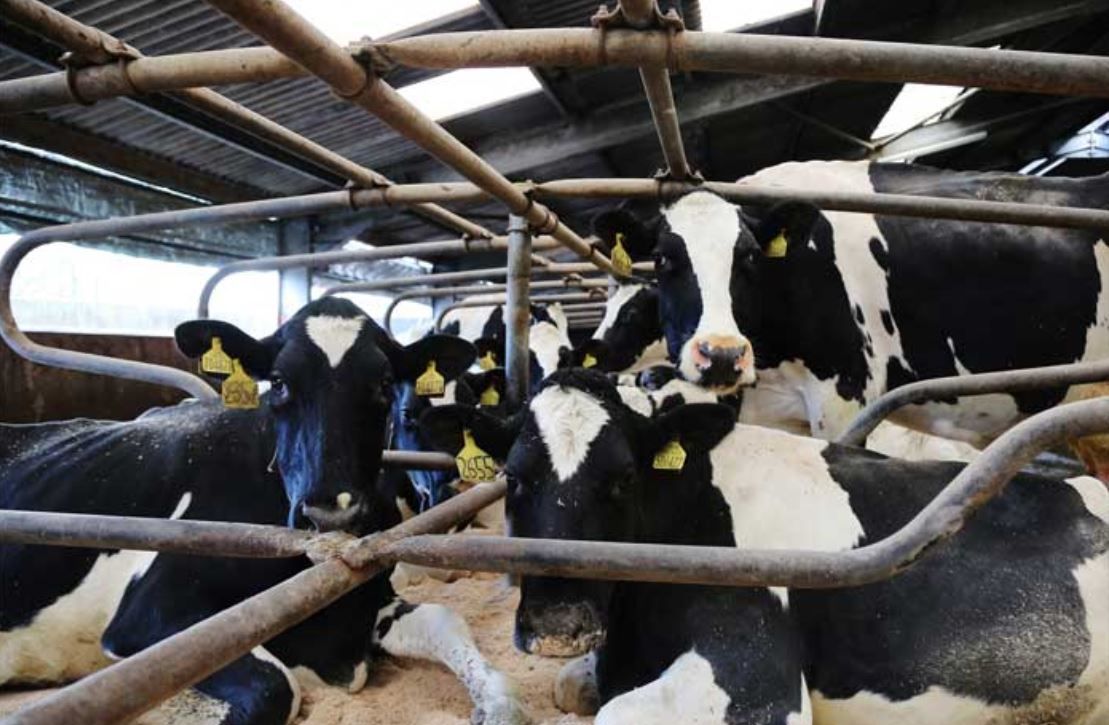 Scots project gets funding to develop digital dairy tracing