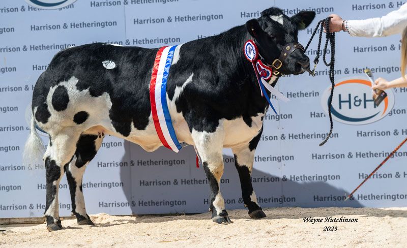 Solway View Ria went for 30,000gns. Image: British Blue Cattle Society