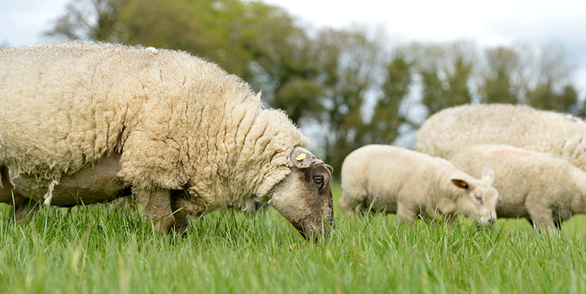 New project aims to eradicate sheep scab in Wales