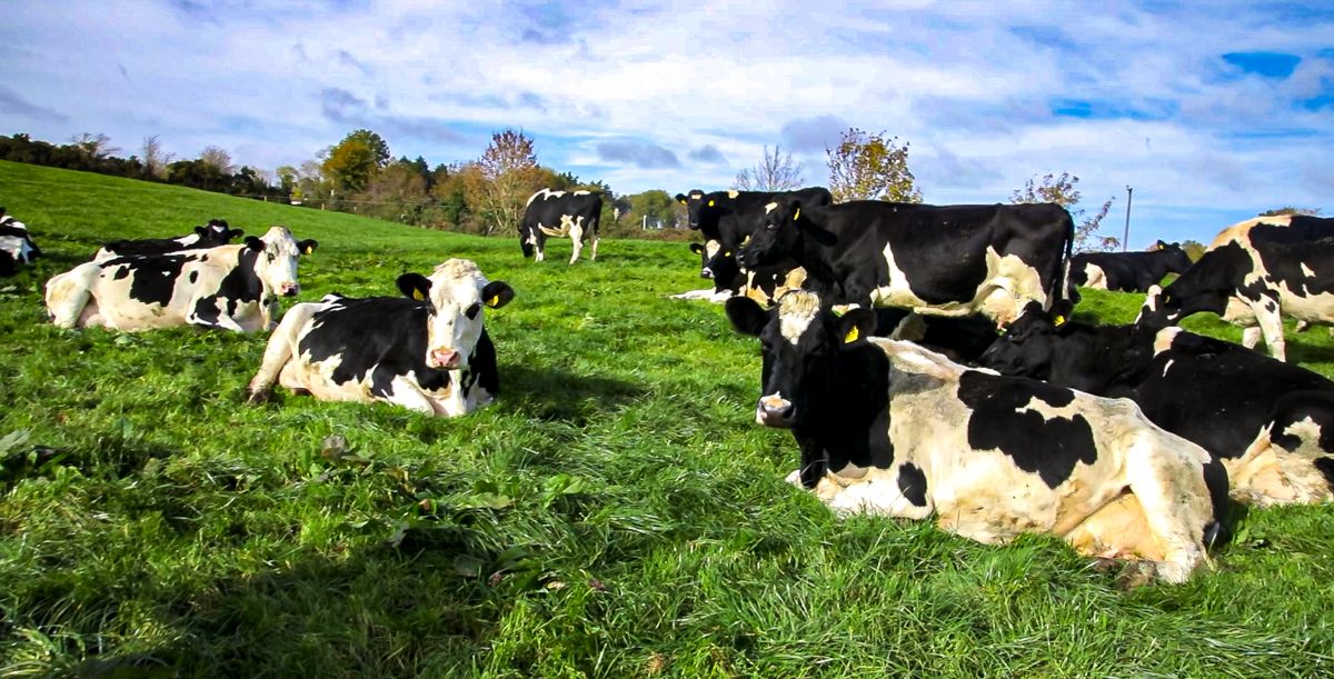 Study: Heat stress causing milk yield loss in cows