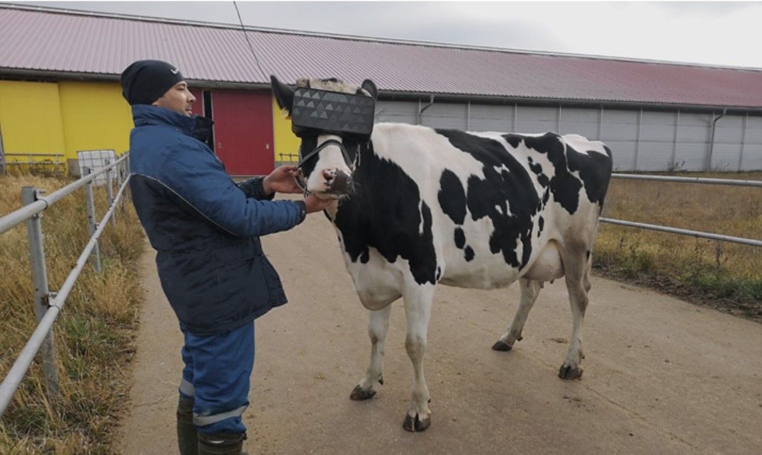 Cows tested with VR glasses to ‘improve mood’ of herd