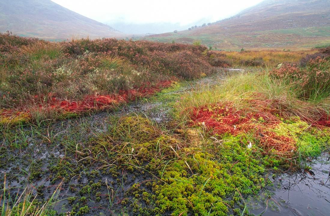 Climate charity aims to tackle peatland degradation