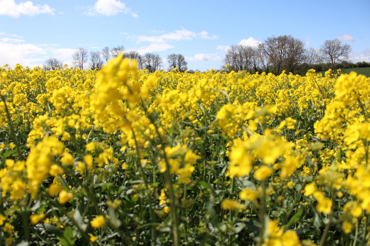 PDA updates fertiliser recommendations for oilseed rape