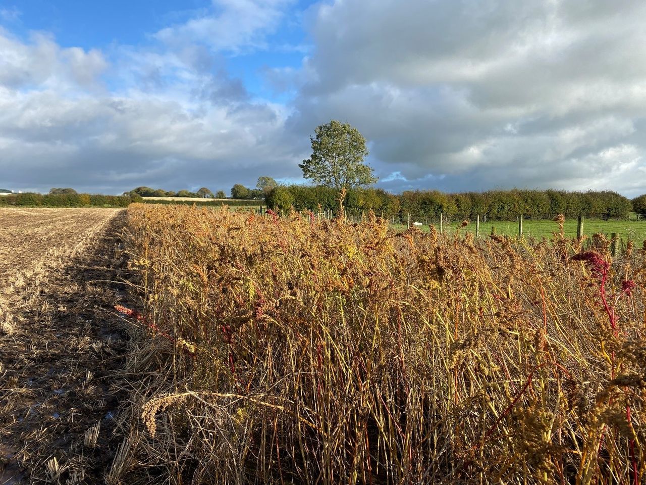 CAFRE creates online tool to assess habitat scores on farms