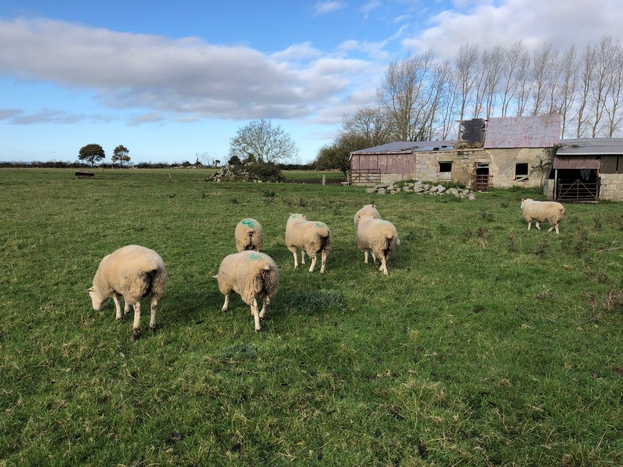 Options for finishing store lambs