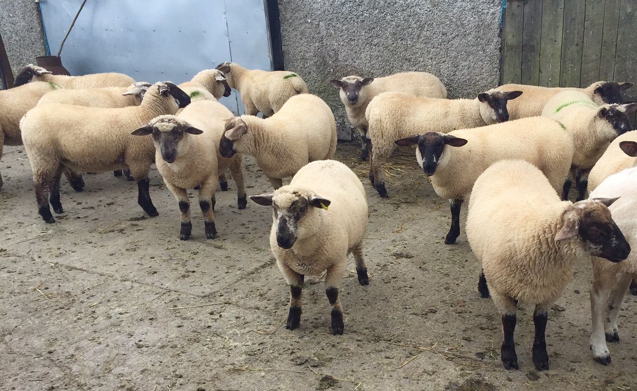 Imports of Northern lamb for slaughter up 4% on 2014