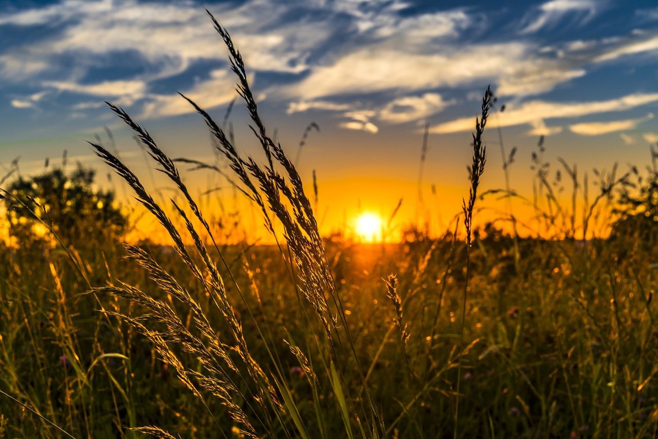 FAO: Wheat and poultry price indexes rose in May
