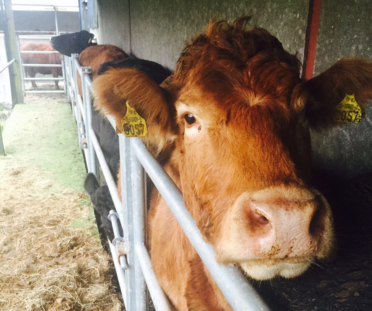 NI bovine TB plan expected to be published in March