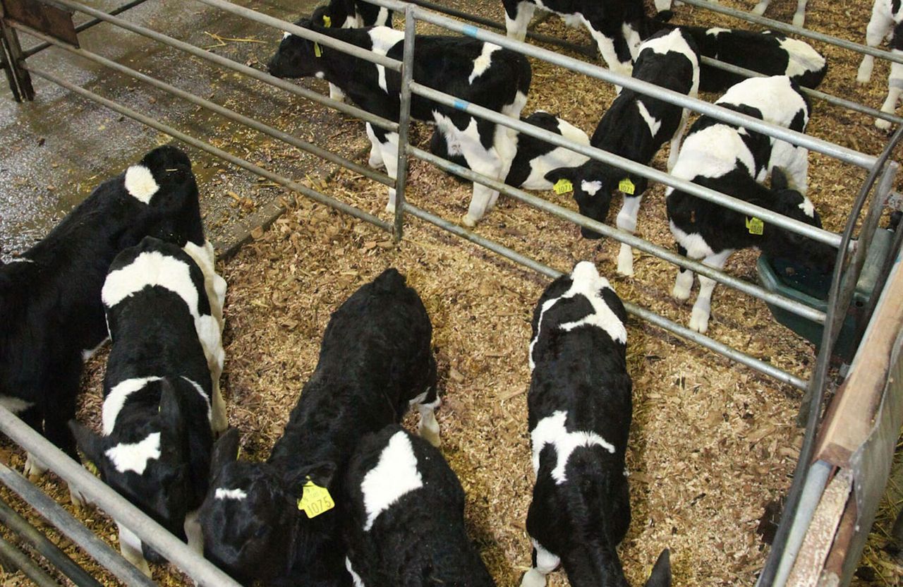 North’s farmers to receive EU aid to remove BVD-positive calves