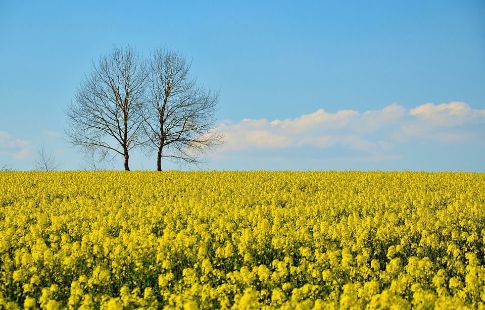 Report: EU policies undermined the farming of oilseed rape in Europe