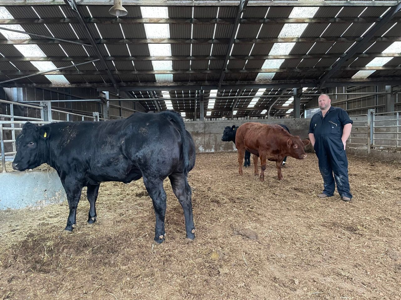 85 springing heifers set for Ballymena ‘Leading Ladies’ sale