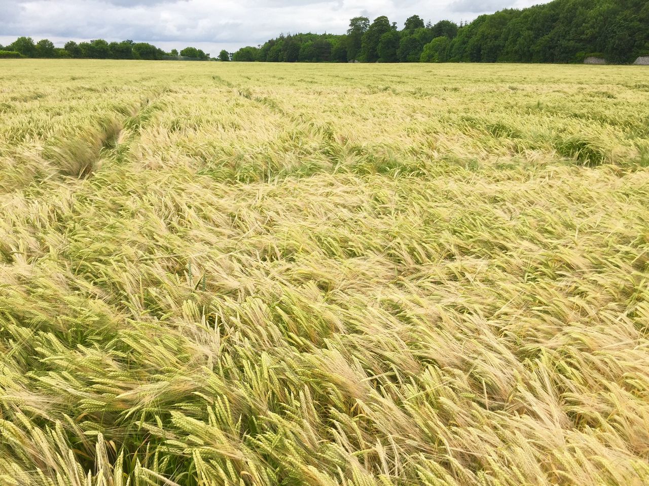 Brussels calls for more information ahead of NI 3-crop rule decision