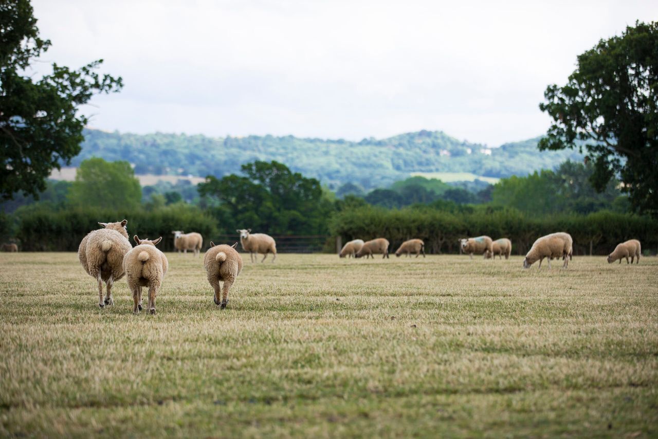 Love Lamb Week seeking to reverse tradition