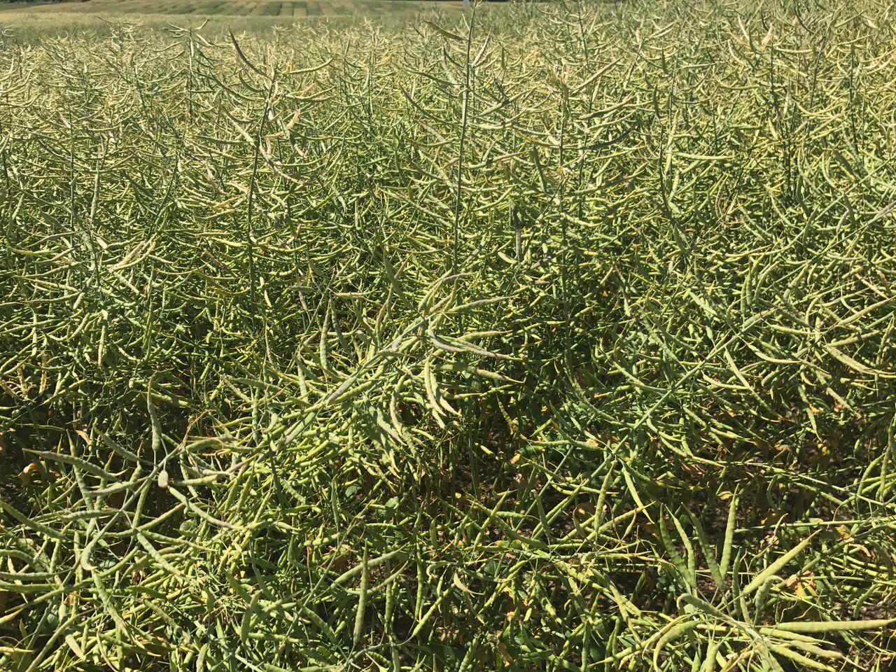 Winter oilseed rape acreage increased by 25%